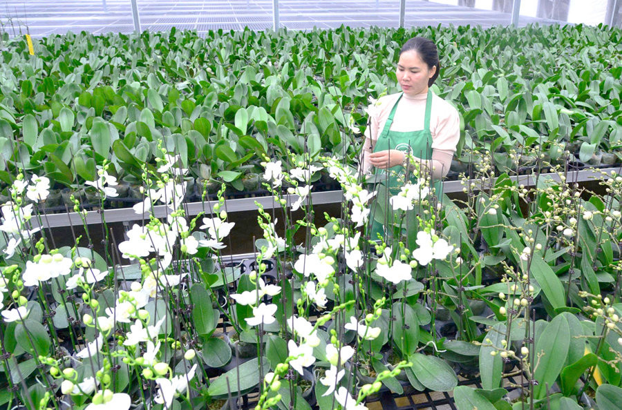 Tăng tốc theo hướng hiện đại, thực chất