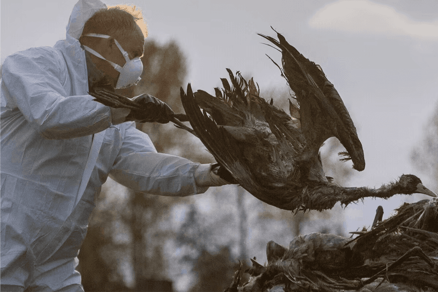 Australia báo động trước H5N1: Chim chết hàng loạt, hải cẩu nhiễm virus