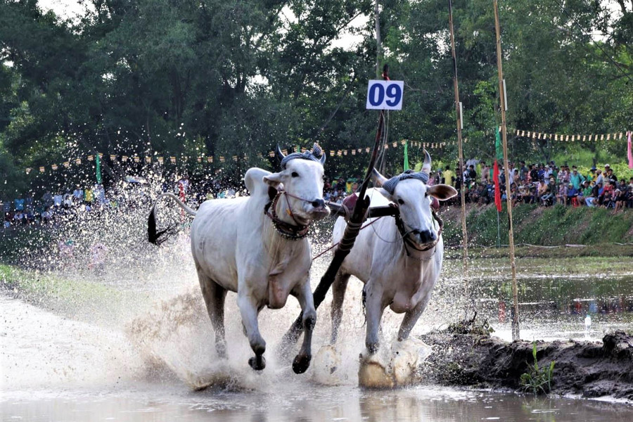 An Giang: Sôi nổi giải đua bò truyền thống Chùa Rô 2026
