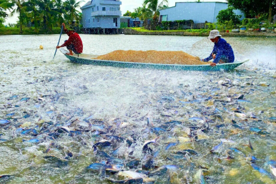 Đồng Tháp: Phấn đấu trở thành trung tâm phát triển thủy sản của vùng