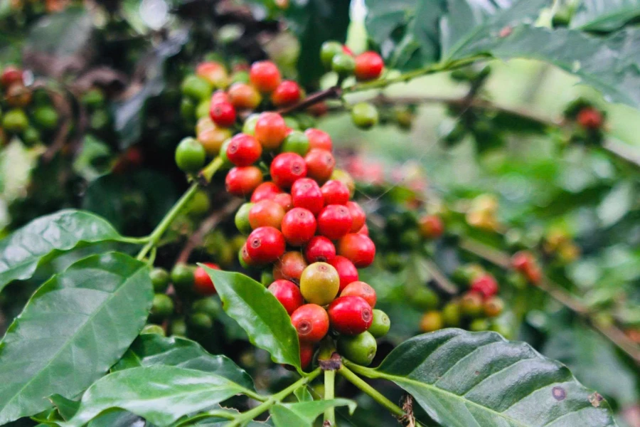 Sơn La đẩy mạnh số hóa chuỗi giá trị cà phê Arabica